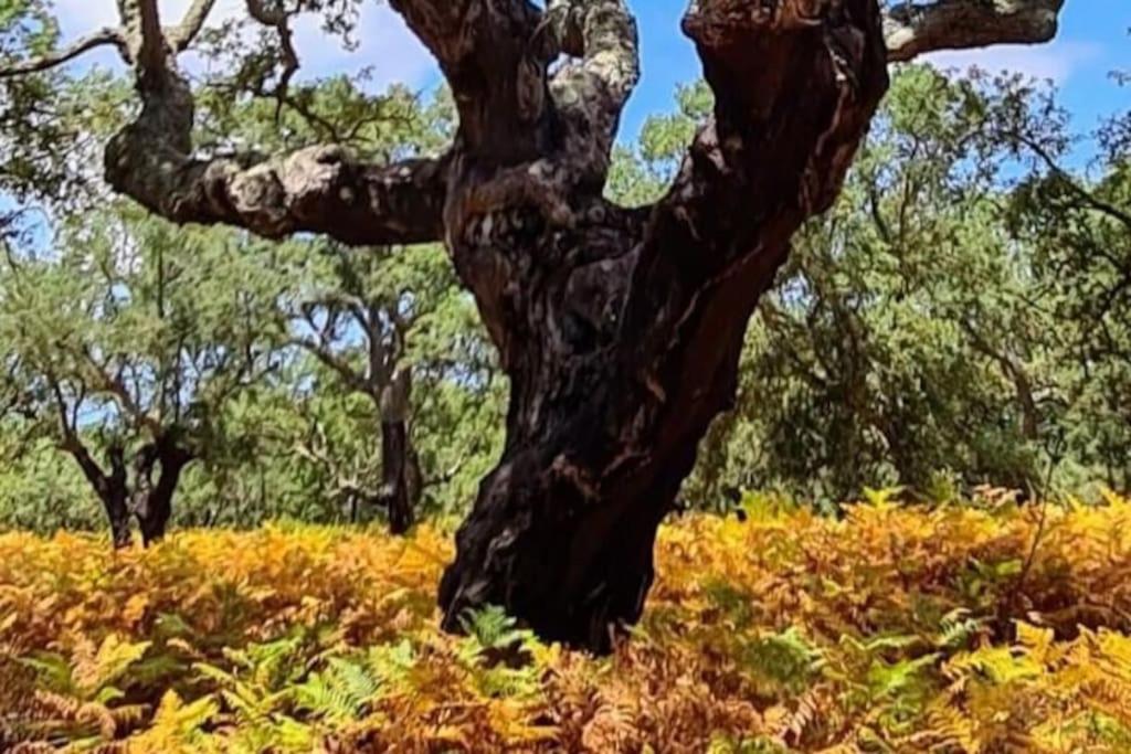 Alto Das Vinhas Lovers - Sesimbra Eksteriør bilde